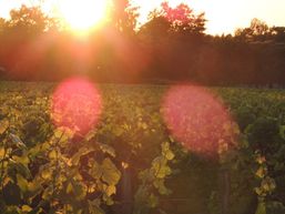 Domaine de la Gauche
