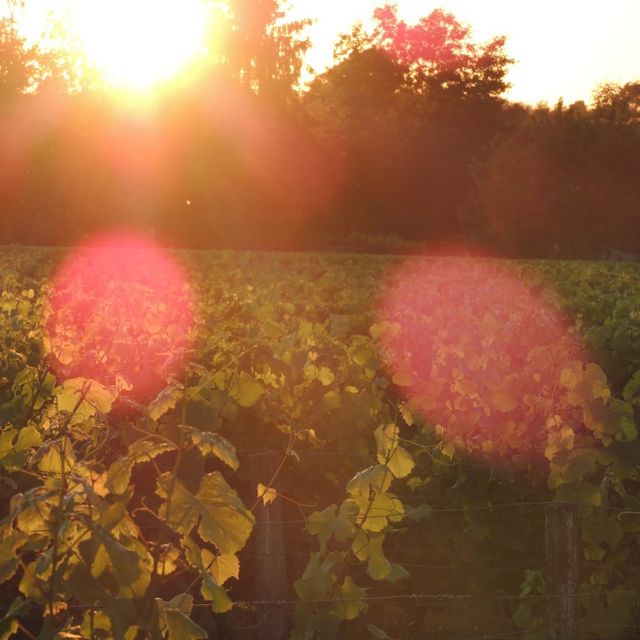 Domaine de la Gauche